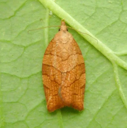 Chequered Fruit-tree Tortrix - photo 3