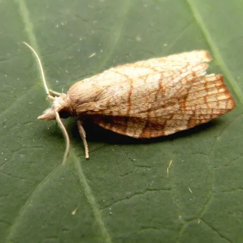 Chequered Fruit-tree Tortrix - photo 4