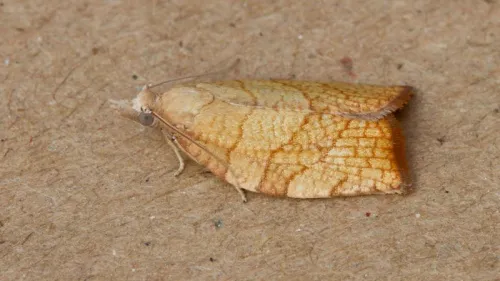 Chequered Fruit-tree Tortrix - photo 5