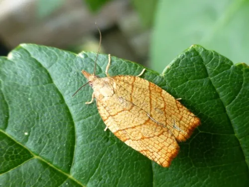 Chequered Fruit-tree Tortrix - photo 6