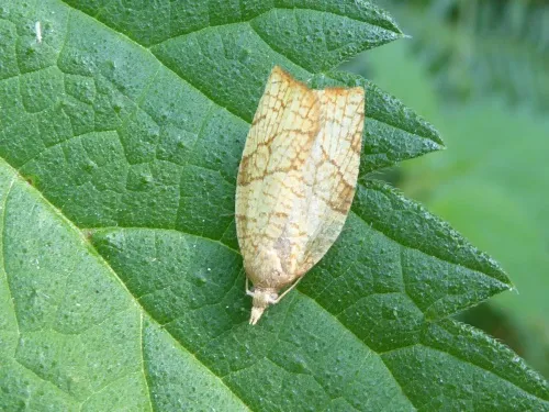 Chequered Fruit-tree Tortrix - photo 7