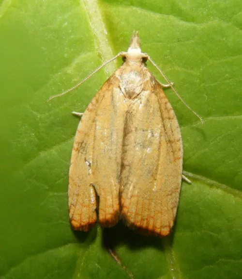 Chequered Fruit-tree Tortrix - photo 8