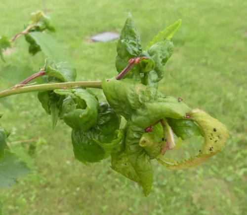Cherry Aphid - Myzus cerasi