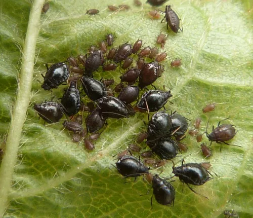 Cherry Aphid - photo 2
