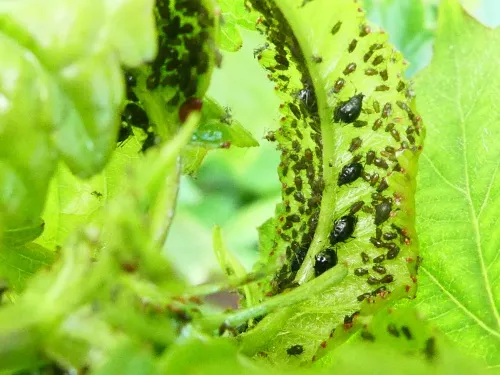 Cherry Aphid - photo 3