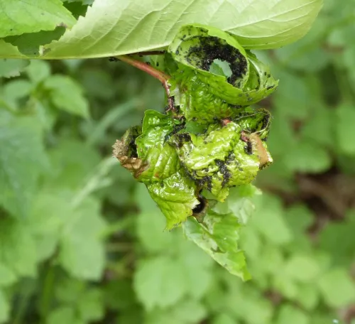 Cherry Aphid - photo 4