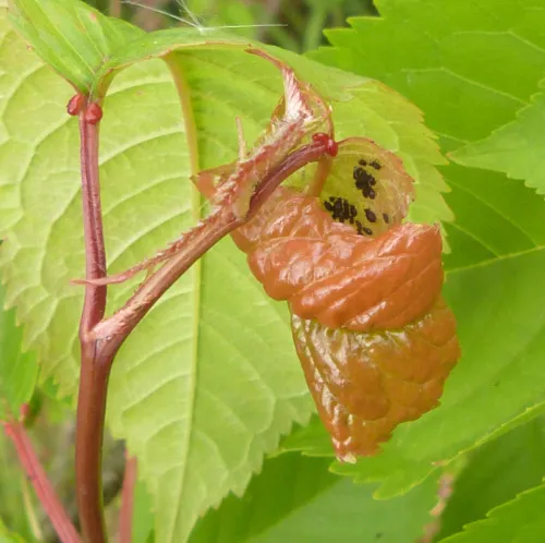 Cherry Aphid - photo 5