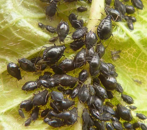 Cherry Aphid - photo 6