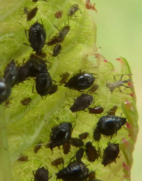 Cherry Aphid - photo 7