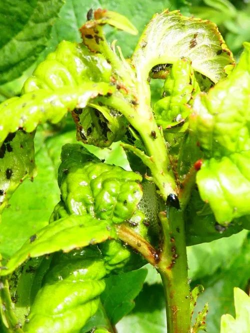 Cherry Aphid - photo 8