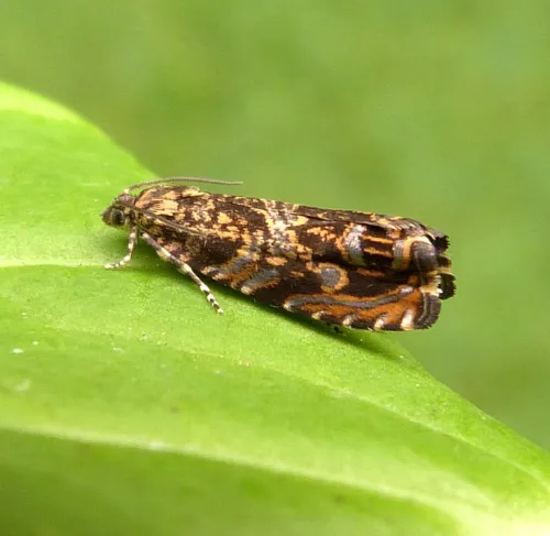 Cherry Bark Tortrix - Enarmonia formosana