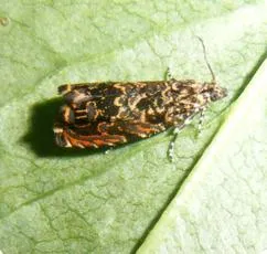 Cherry Bark Tortrix - photo 2