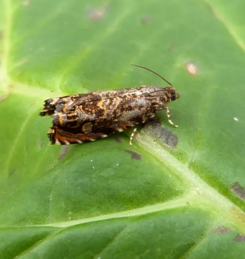 Cherry Bark Tortrix - photo 3