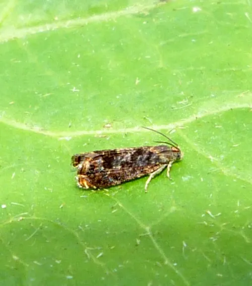 Cherry Bark Tortrix - photo 4