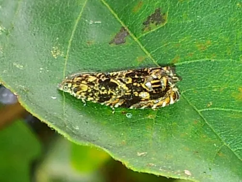 Cherry Bark Tortrix - photo 5