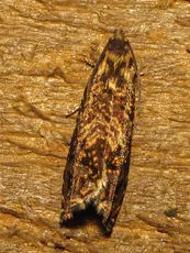 Cherry Bark Tortrix - photo 6