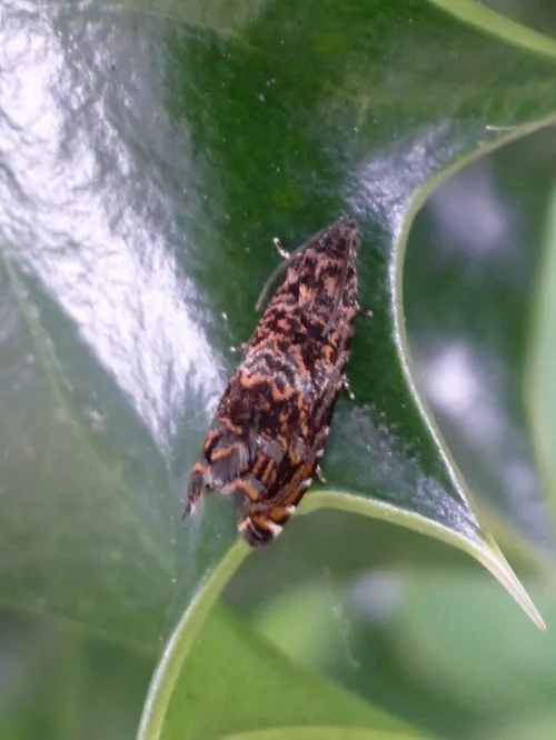 Cherry Bark Tortrix - photo 7