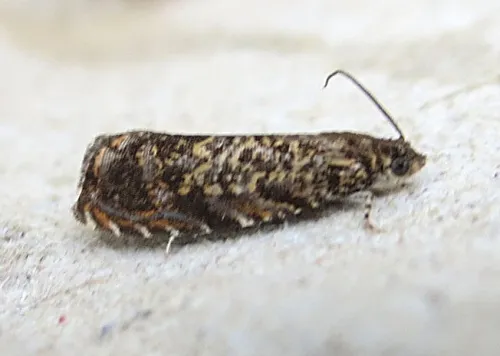 Cherry Bark Tortrix - photo 8