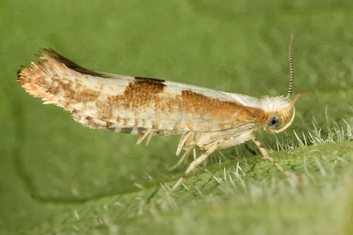 Cherry Fruit Moth - photo 2