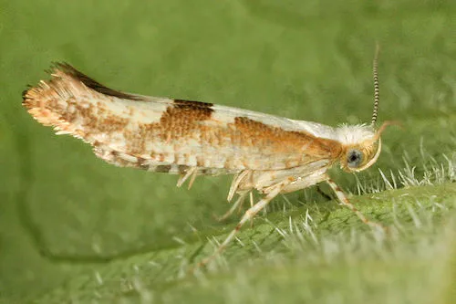 Cherry Fruit Moth - photo 3