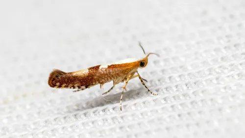 Cherry Fruit Moth - photo 4