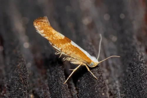 Cherry Fruit Moth - photo 5