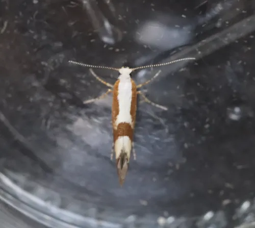 Cherry Fruit Moth - photo 6