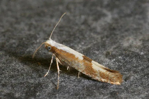 Cherry Fruit Moth - photo 8