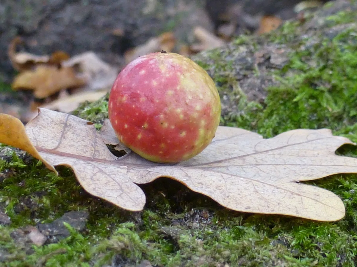 Cherry Gall Wasp - photo 3