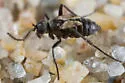 Chersodromia inchoata