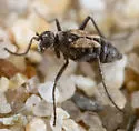 Chersodromia inchoata - photo 2