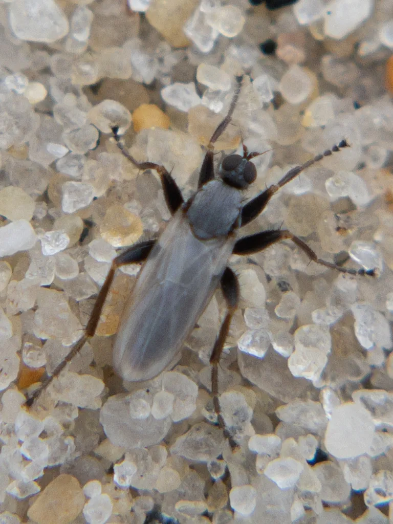 Chersodromia inusitata - photo 2