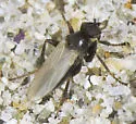 Chersodromia megacetes