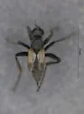 Chersodromia parallela