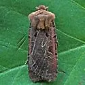 Chersotis juncta - Hodges#11003