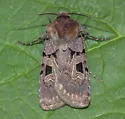 Chersotis juncta - Hodges#11003 - photo 3