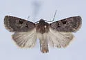 Chersotis juncta - Hodges#11003 - photo 4