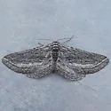 Chesiadodes cinerea - Hodges#6530