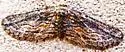 Chesiadodes coniferaria - Hodges#6535