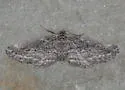 Chesiadodes dissimilis - Hodges#6539