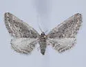 Chesiadodes dissimilis - Hodges#6539 - photo 2
