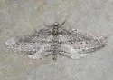 Chesiadodes dissimilis - Hodges#6539 - photo 3