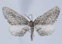 Chesiadodes dissimilis - Hodges#6539 - photo 4