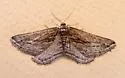 Chesiadodes simularia - Hodges#6529 - photo 3