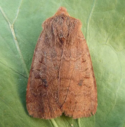 The Chestnut