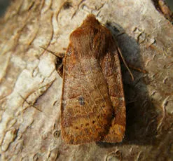 The Chestnut - photo 2