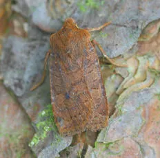 The Chestnut - photo 3