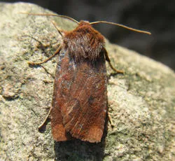 The Chestnut - photo 5