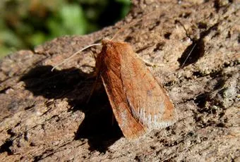 The Chestnut - photo 7