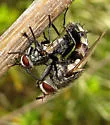 Chetogena tachinomoides
